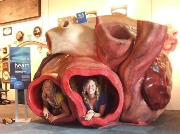 A Blue Whale’s Heart is Large Enough a Human Child Can Swim Through the Veins