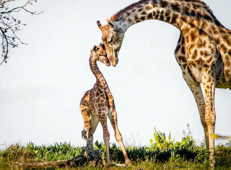 A Giraffe Has Seven Bones on Its Neck.jpg