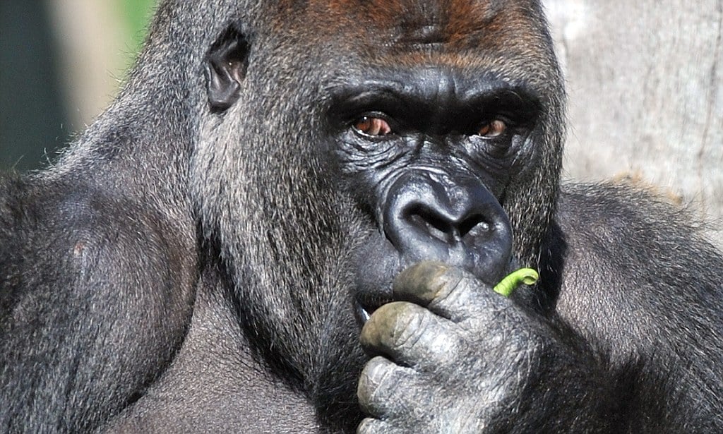 Kumbuka the silverback becomes the newest addition to the gorilla enclosure