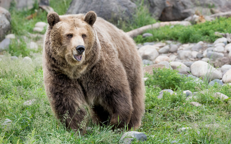 A Grizzly Bear’s Bite is so Strong that It Can Even Cut a Bowling Ball