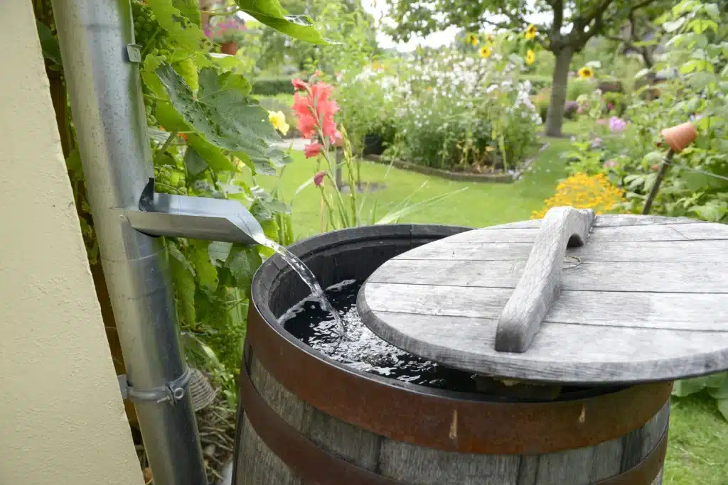 A Harvest Rainwater .jpg