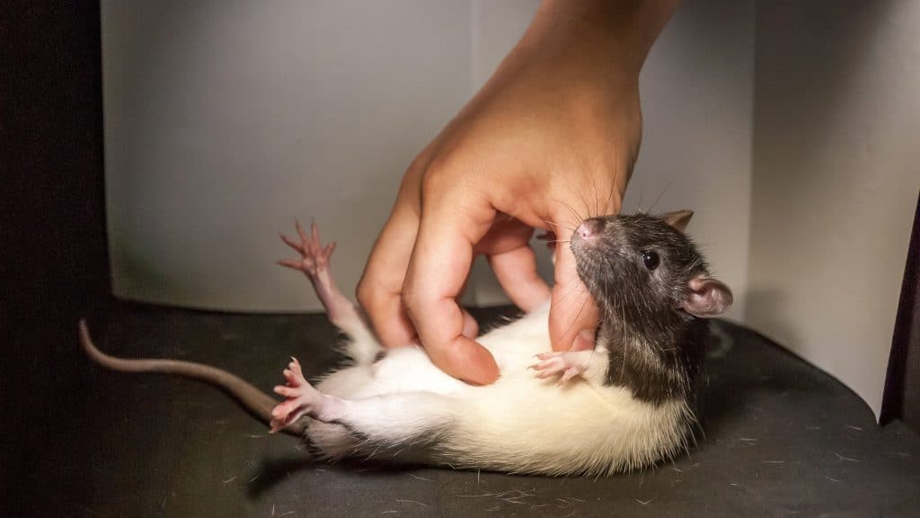 A Rat Laughs When Tickled