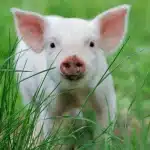 Amazing Facts About Pigs that Your Kids Must Know