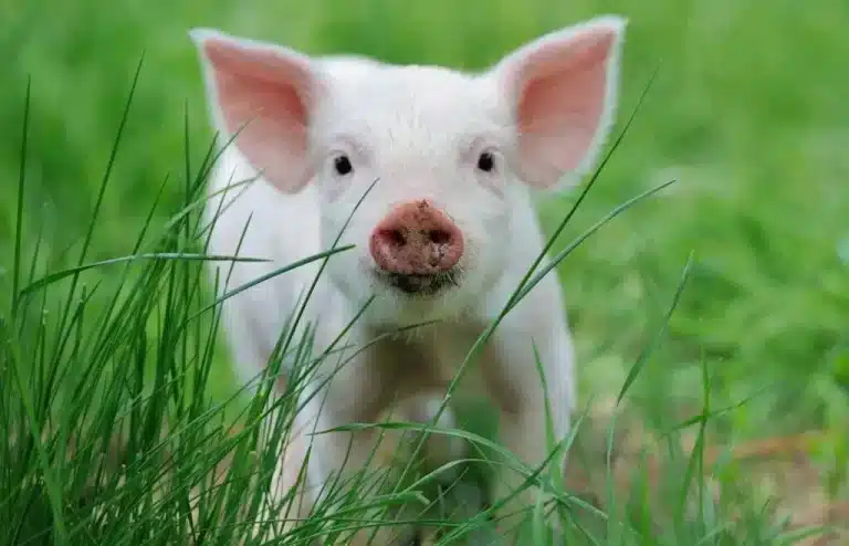 Amazing Facts About Pigs that Your Kids Must Know