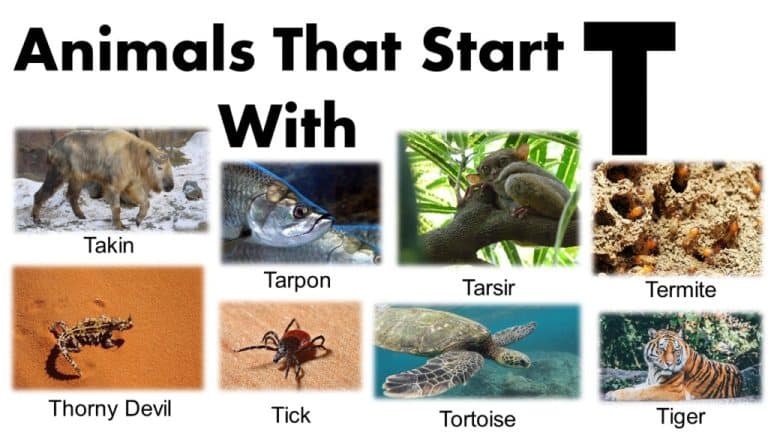Animals That Start With T
