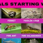 Animals-that-Start-with-F-1
