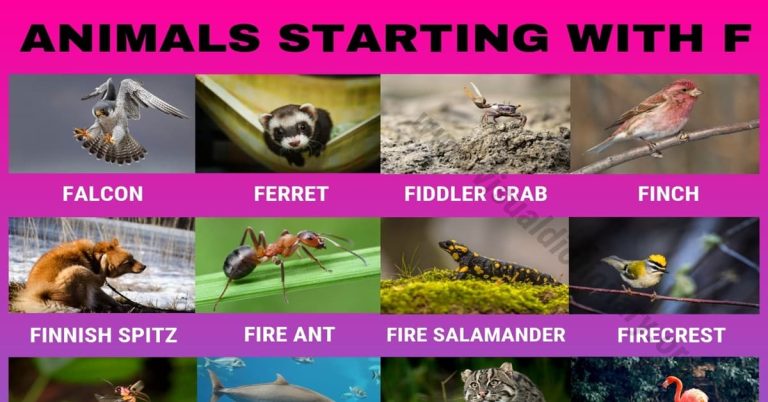 Animals-that-Start-with-F-1