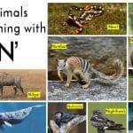 Animals That Start With "N"