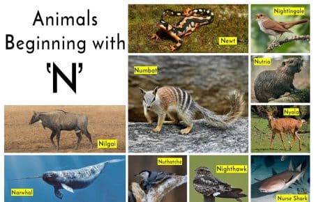 35 Animal Names that Starts with N - illustrated Tea Cup