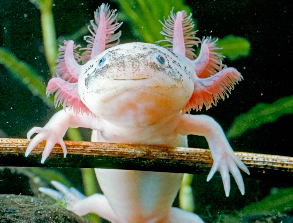 Axolotl Can Regenerate Its Limbs, Spine, Heart, and Other Organs