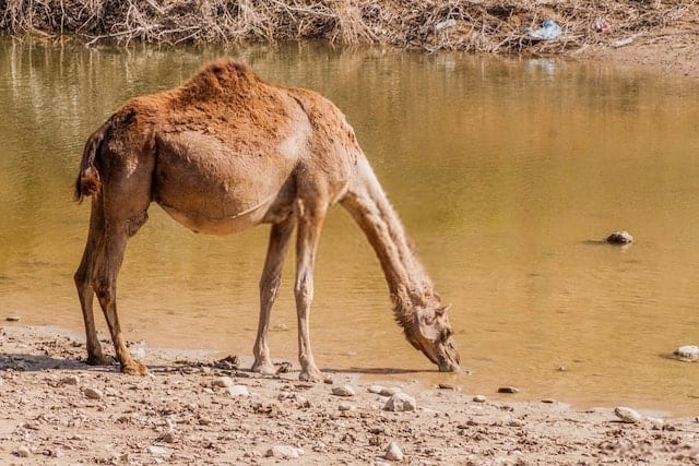 Camels Can Drink 50 Gallons of Water in One Minute