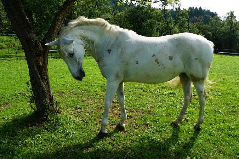 Did You Know that Horses and Cows Can Sleep While Standing Up?