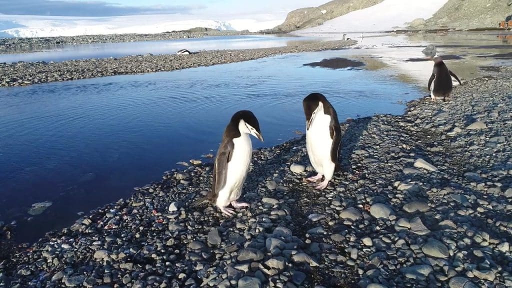 Do You Know How Penguins Propose?