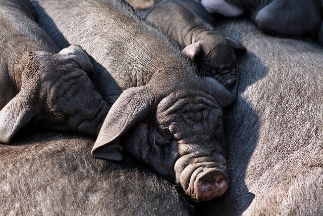 Eight Breeds of Pigs