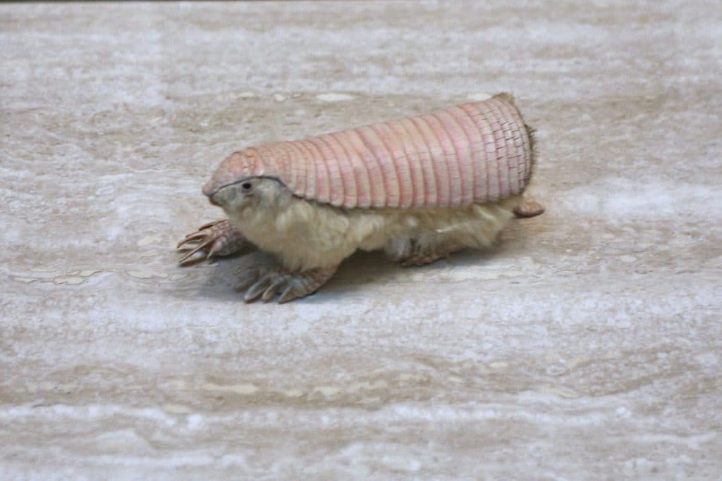 Fairy Armadillo