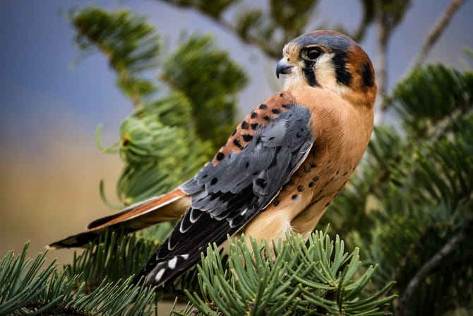 American,Kestrel,Sitting,On,Pine,Tree,Branch,In,New,Mexico
