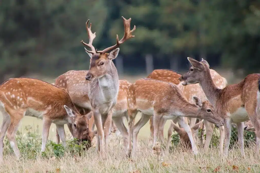 Fallow Deer .jpg