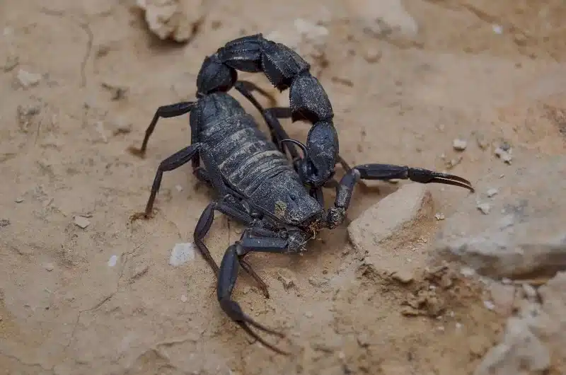 Fat-Tailed Scorpion .jpg