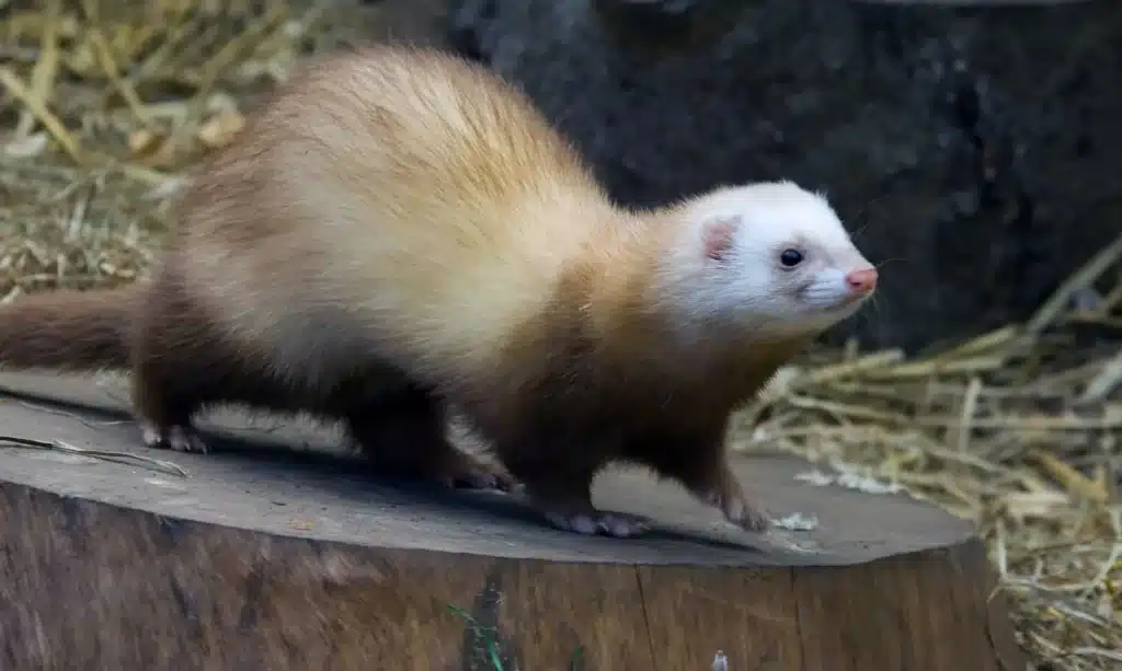 Ferret .jpg