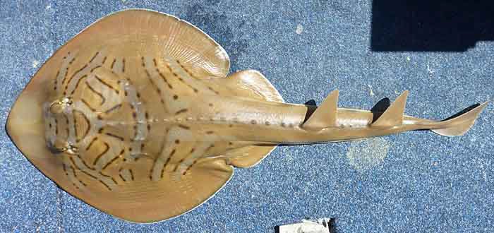 Fiddler Ray