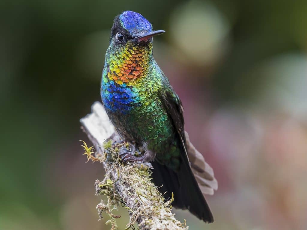 Fiery-Throated Hummingbird