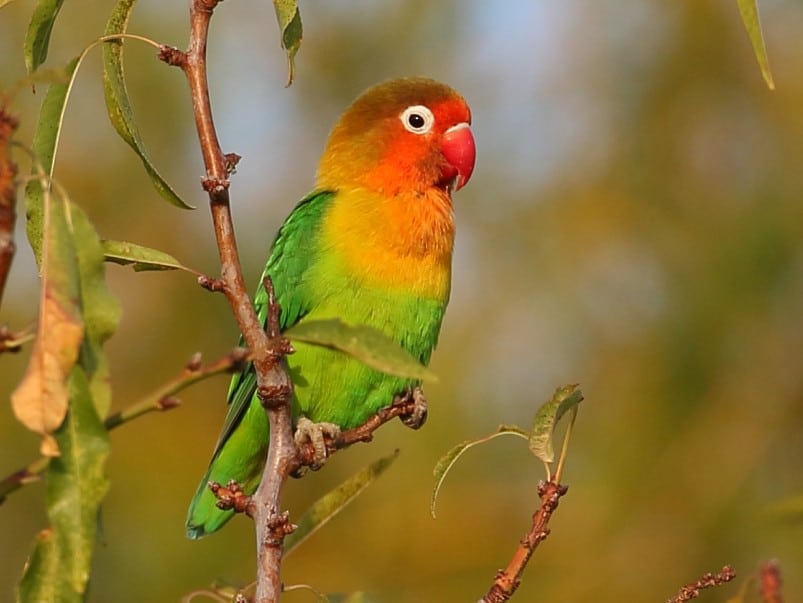 Fischer’s Lovebird