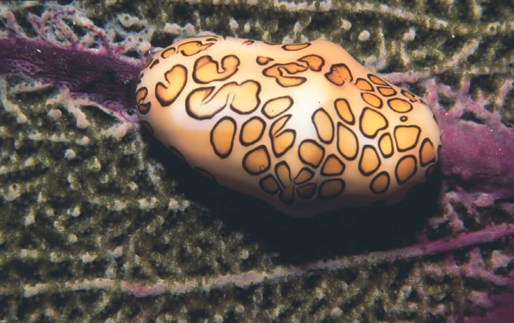 Flamingo Tongue Snail