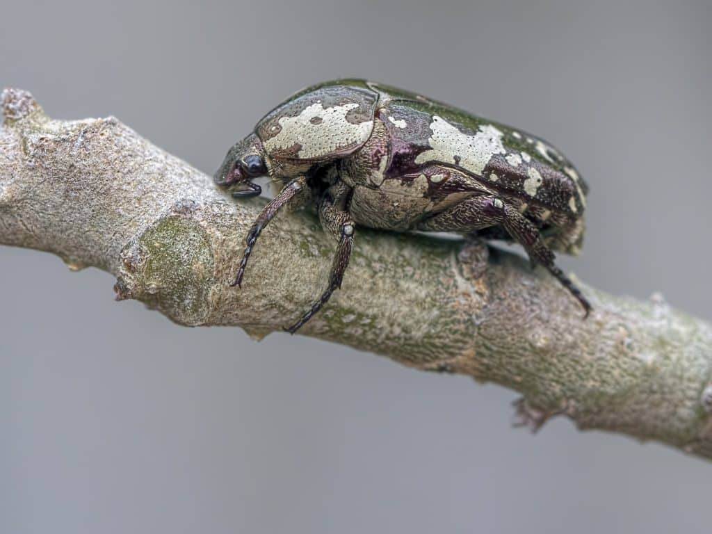 Flower Chafer Beetle