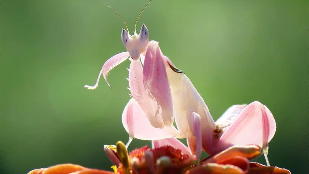 Orchid Mantis