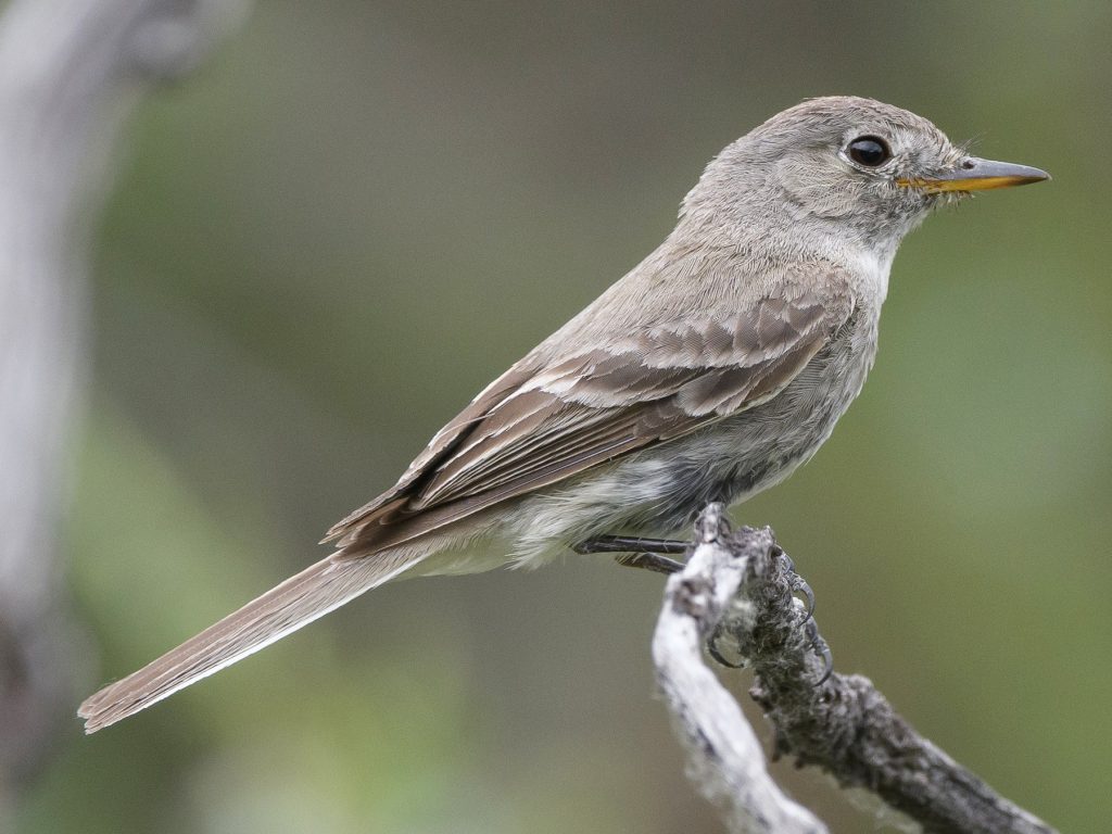 Flycatcher