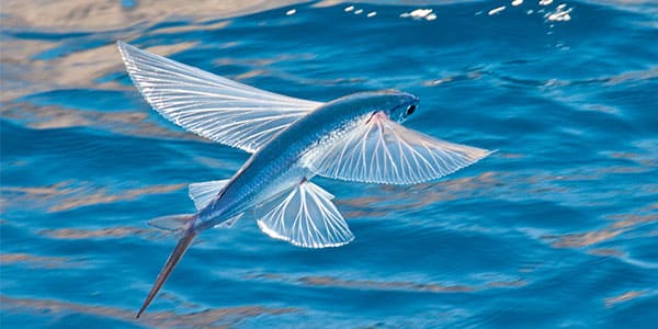 Flying Fish