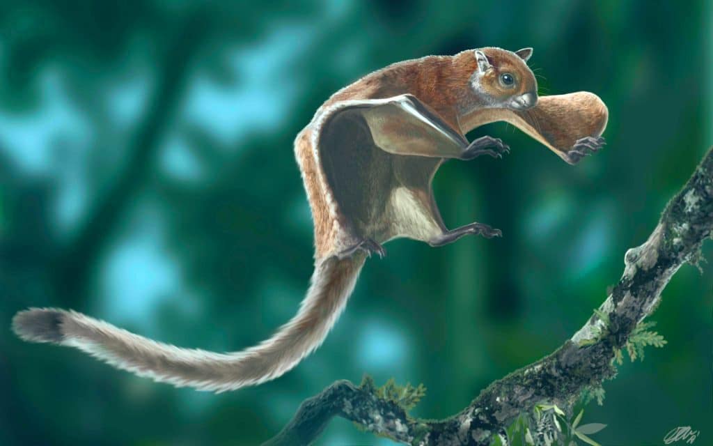 Flying Squirrel