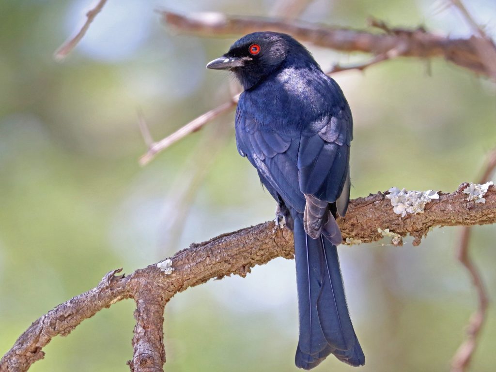 Fork-Tailed Drongo