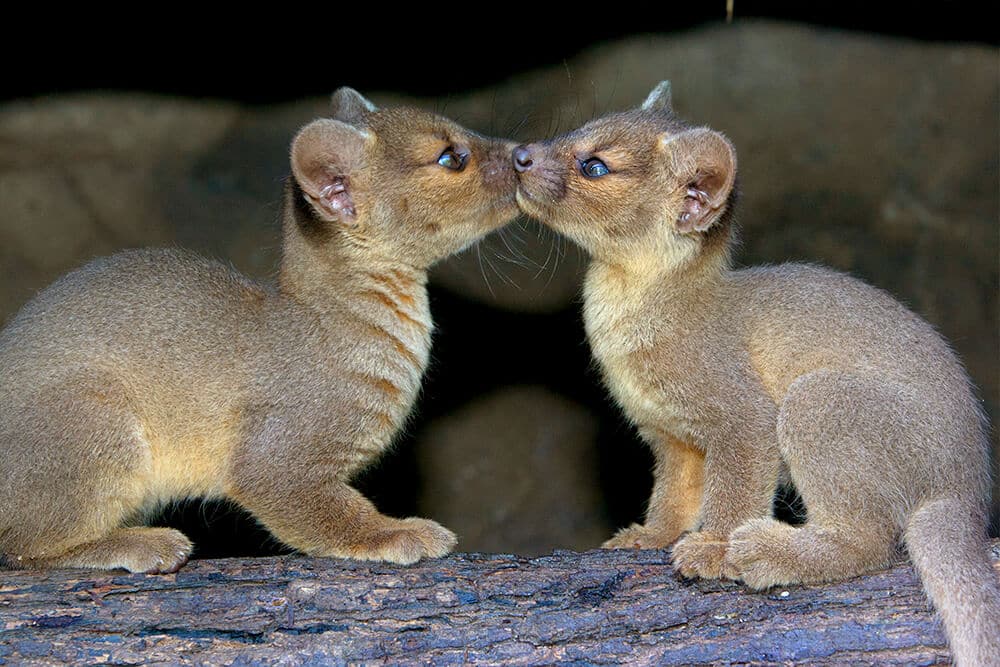 Fossa