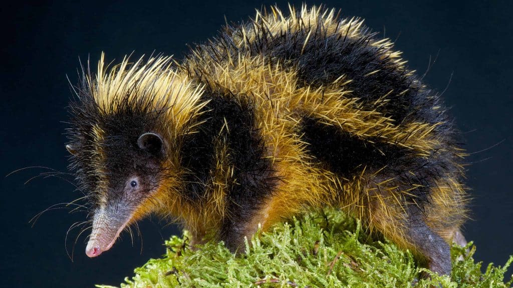 Fossa’s Tenrec