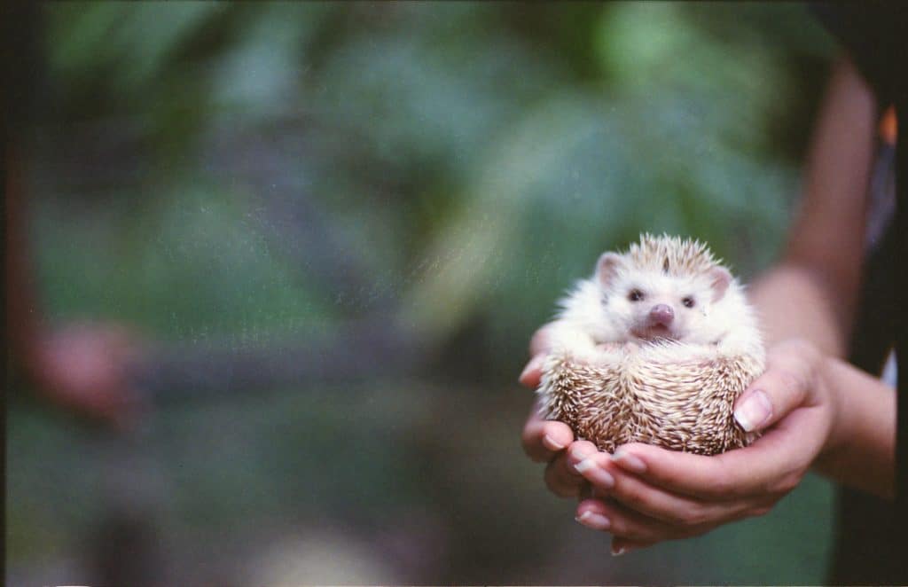 Four-Toed Hedgehog