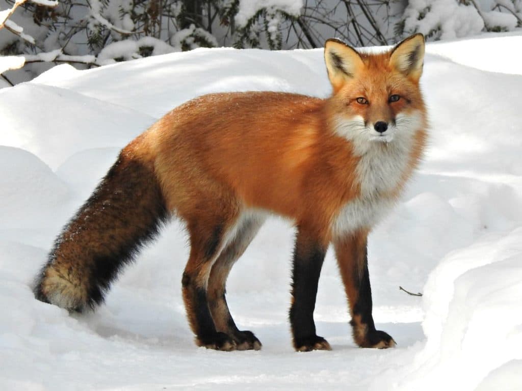 Fox