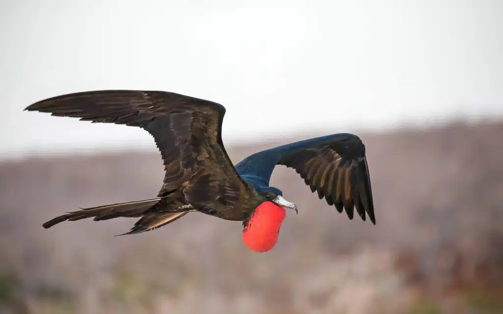 Frigate Bird .jpg