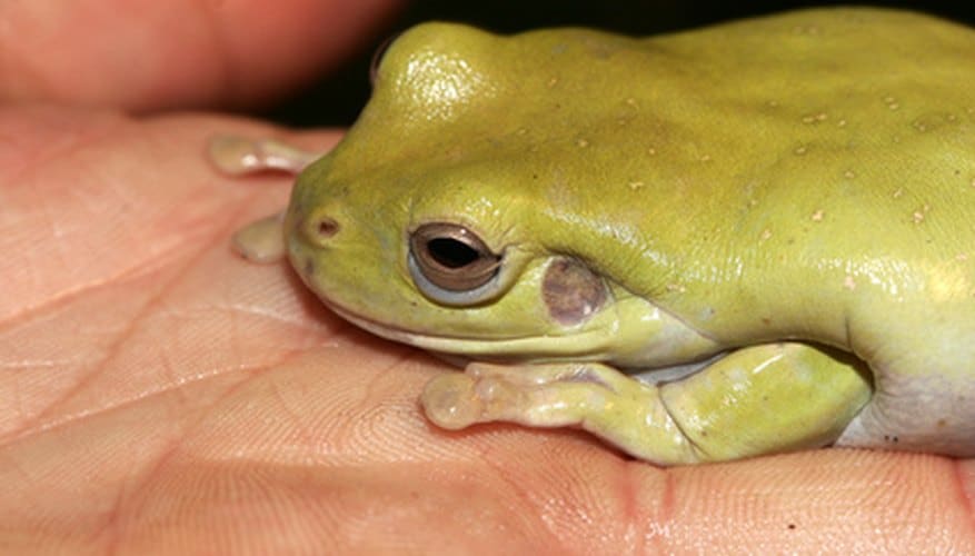 Frogs Can Absorb Water and Oxygen Directly Through Their Skin