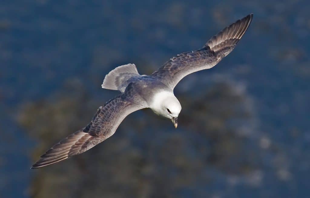 Fulmar