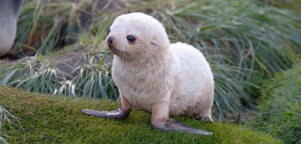 Fur Seal