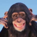 Hilarious Monkey Jokes For Kids