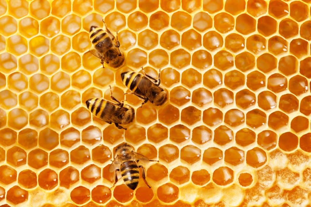 Honeybees Can Recognize Human Faces