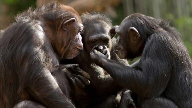 Humans Share 98.8% of Chimpanzee DNA