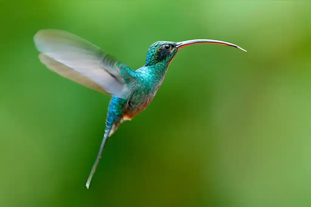 Humming Birds are the Only Birds that Can Fly Backward