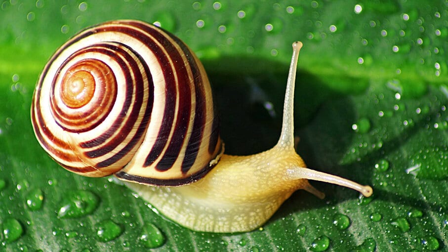 If You Cut Off a Snail’s Eye, Can It Regenerate a New One