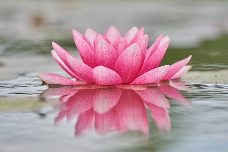 July Birth Flower - Lotus