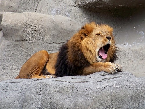 Lions are Very Lazy Creatures