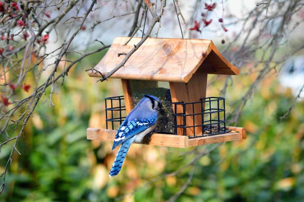 Make a Birdfeeder