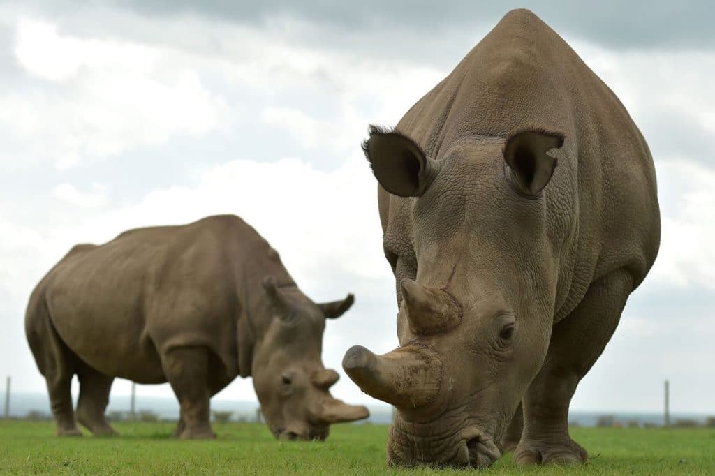 Male Rhinos are Called Bulls, and Female Rhinos are Called Cows